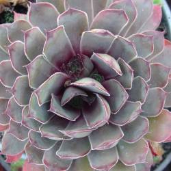 Sempervivum - Dachwurz - Hauswurz